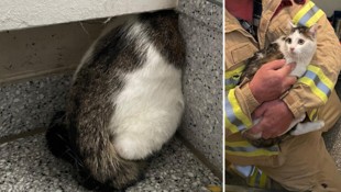 Nur das Hinterteil der bedauernswerten Mieze ragte aus dem Spalt zwischen Wand und Treppe ...