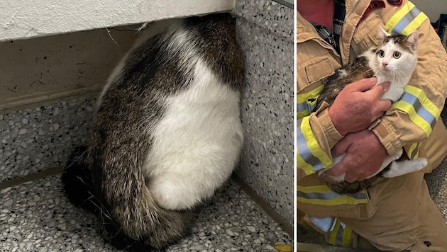 Nur das Hinterteil der bedauernswerten Mieze ragte aus dem Spalt zwischen Wand und Treppe ...