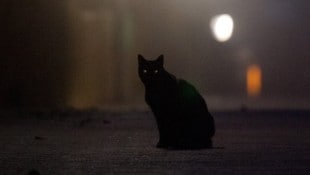 Schwarze Katzen dürfen in der spanischen Stadt Terrassa rund um Halloween nicht adoptiert ...