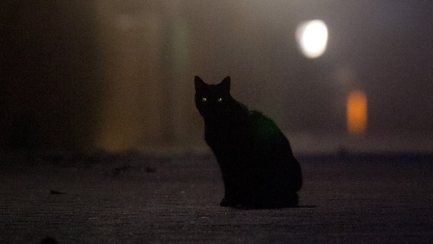 Schwarze Katzen dürfen in der spanischen Stadt Terrassa rund um Halloween nicht adoptiert ...