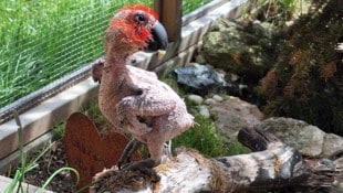 Die schwer kranke „Malou“ konnte in einer Pflegestelle zumindest noch einige Monate ein ...