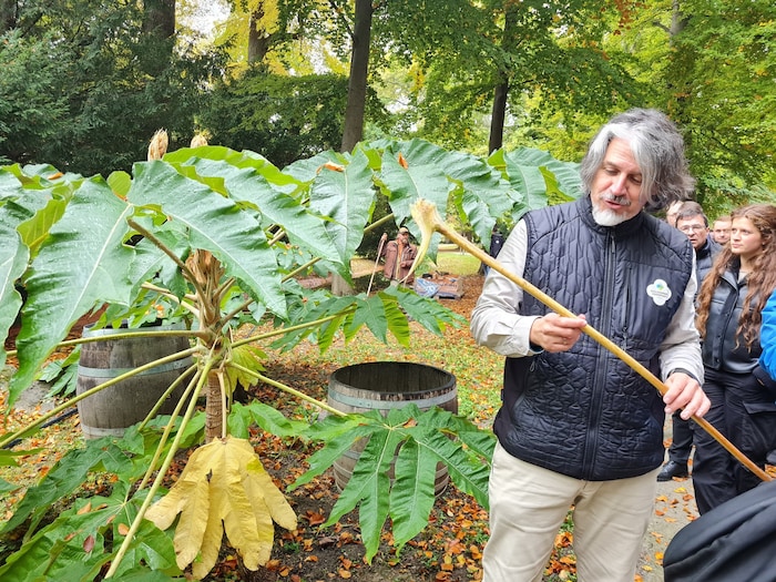 Gärtner Michael Manak (Esterhazy-Gartenanlagen) zeigt den asiatischen Reispapierbaum (Tetrapanax ...