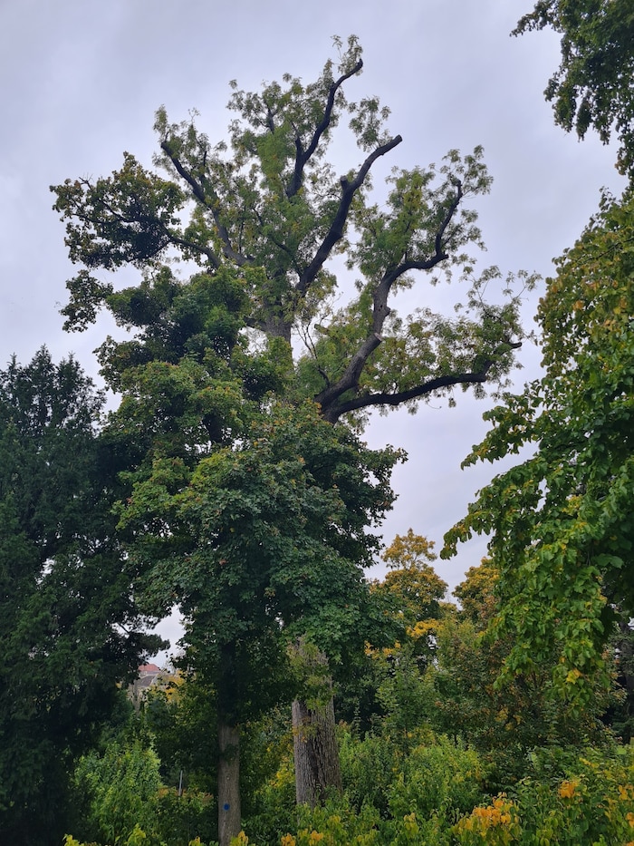 Buchen mit beschnittenen Kronen sind zwar nicht mehr so attraktiv aber Lebensraum für Tiere.