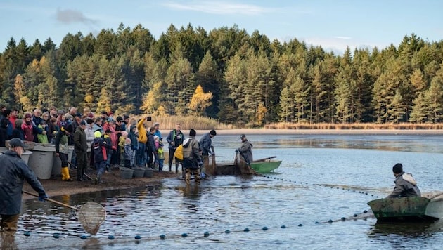 „Der Teich kocht“ so der Volksmund.