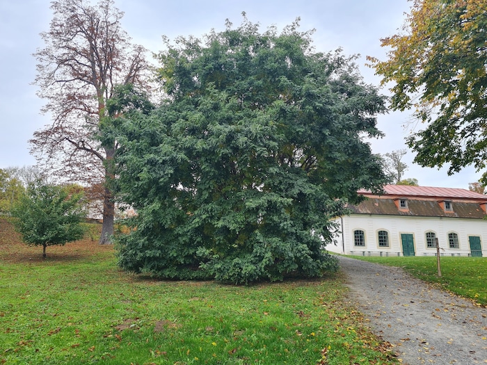 Japanischer Schnurbaum fühlt sich im Park sehr wohl. Dahinter das jüngst renovierte ...