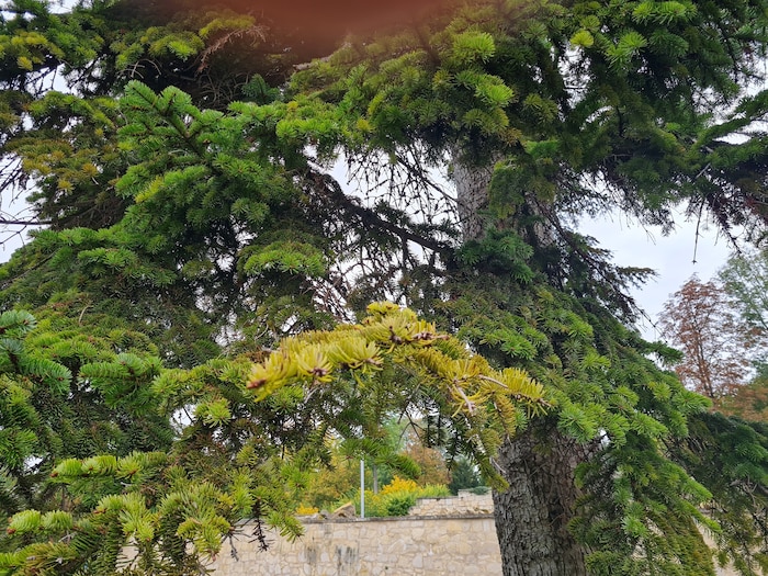 Konifere reagiert mit gelber Verfärbung, die ausgeschnitten werden muss.