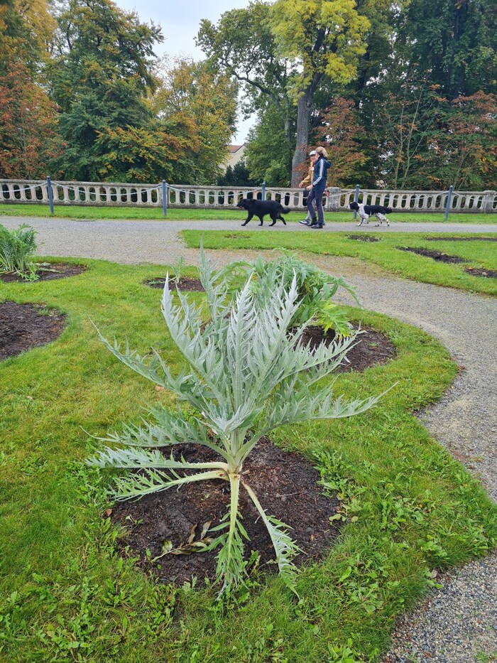 Artischocken wachsen jetzt auf der Terrasse vor der Orangerie