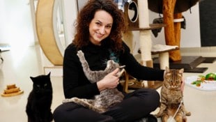 Rund 50 Tiere halten „Katzenmama“ Bettina Bernadowitsch und ihr Team rund um die Uhr ganz schön ...