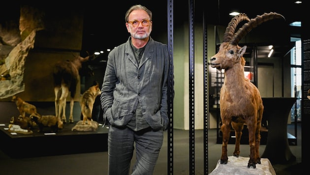 Museumschef Alfred Weidinger – hier in der 2023er Ausstellung „Wilde Nachbarn“ – lässt sich ...
