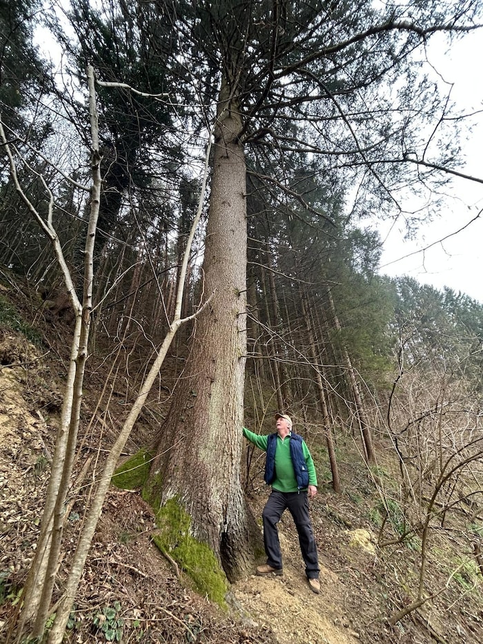 Viele Burgenländer machen noch selbst Brennholz.