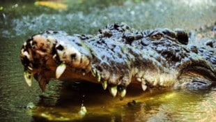 In der Region im Norden Australiens wurden letzten Monat mehrere Krokodile gesichtet.