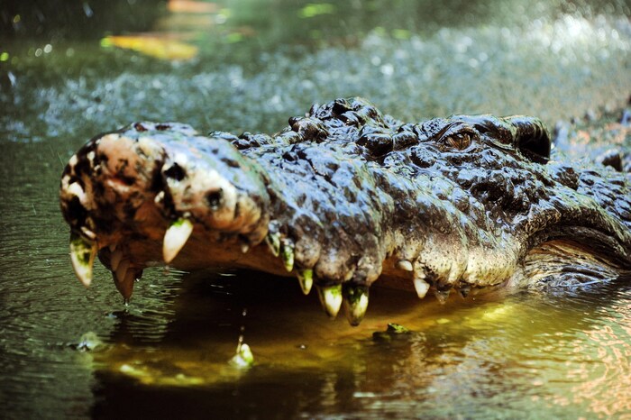 In der Region im Norden Australiens wurden letzten Monat mehrere Krokodile gesichtet.