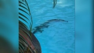 In Queensland sind Krokodile sehr präsent, das Risiko von einem angegriffen zu werden, ist ...