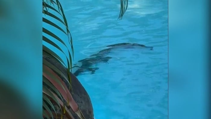 In Queensland sind Krokodile sehr präsent, das Risiko von einem angegriffen zu werden, ist ...