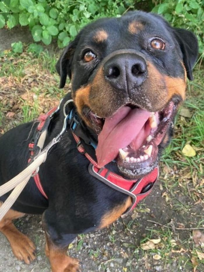 Anhängliche Rottweilerdame Liza