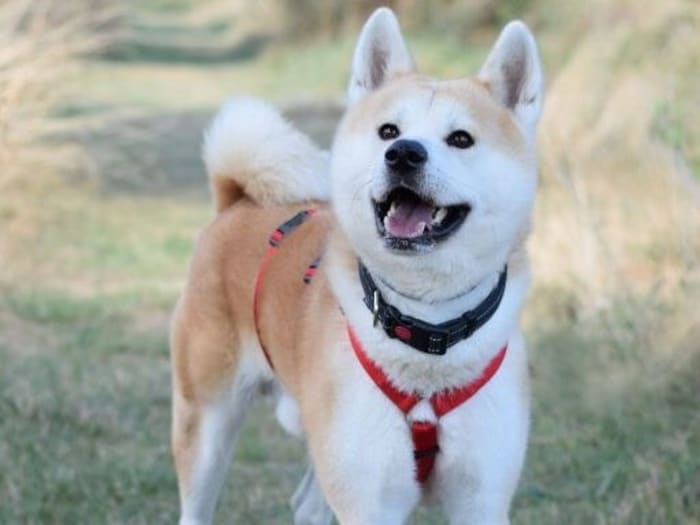 Lebensplatz bei Rassekenner gesucht