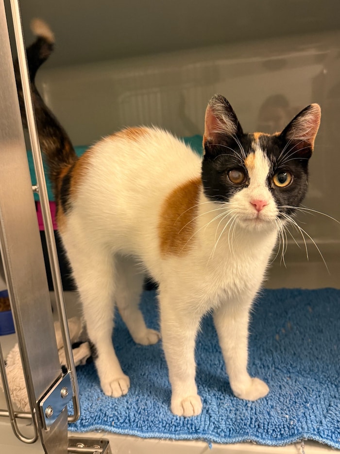 In Graz-Mariatrost gefunden