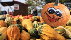 850 Kürbissorten gibt es weltweit. Rund 200 davon sind essbar. Hierzulande am beliebtesten sind ...