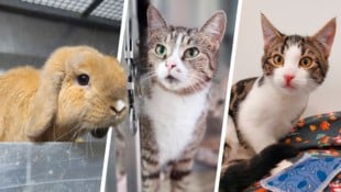 Ob Kaninchen Potato oder die Katzen Isa und Manfred, sie alle suchen einen schönen Platz zum ...