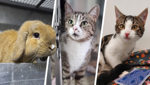 Ob Kaninchen Potato oder die Katzen Isa und Manfred, sie alle suchen einen schönen Platz zum ...