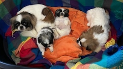 19 Pekinesen, darunter eine Mutter mit Babys, werden über das Heim in Brunn vermittelt.