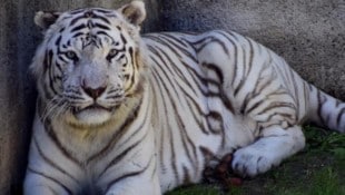 „Samir“ zeigte sich zuletzt stark verändert.