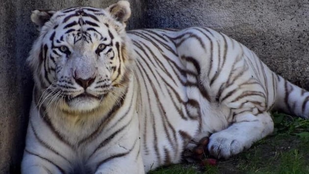 „Samir“ zeigte sich zuletzt stark verändert.