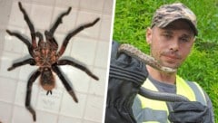 Markus Mossauer fängt meistens Schlangen ein – doch auch bei Spinnen rückt er aus.