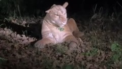 Der „Puma“ im Park lag friedlich im Gras.