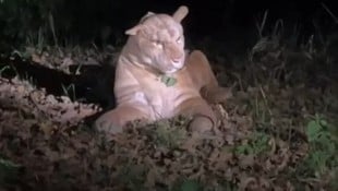 Der „Puma“ im Park lag friedlich im Gras.