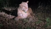 Der „Puma“ im Park lag friedlich im Gras.