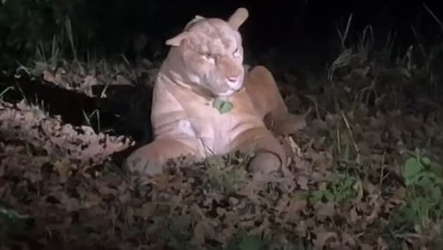 Der „Puma“ im Park lag friedlich im Gras.