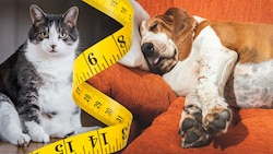 Viele Fellnasen tragen ein schwerwiegendes Problem, das am anderen Ende der Leine beginnt.