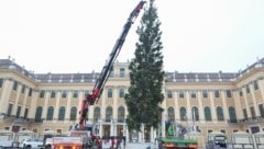Mehr als zwei Monate vor dem Heiligen Abend ist am Mittwoch bereits der traditionelle Christbaum ...