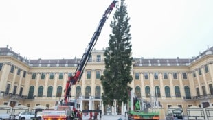Mehr als zwei Monate vor dem Heiligen Abend ist am Mittwoch bereits der traditionelle Christbaum ...