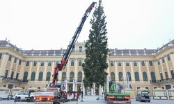 Mehr als zwei Monate vor dem Heiligen Abend ist am Mittwoch bereits der traditionelle Christbaum ...