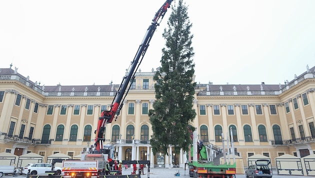 Mehr als zwei Monate vor dem Heiligen Abend ist am Mittwoch bereits der traditionelle Christbaum ...
