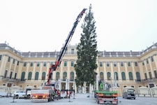 Mehr als zwei Monate vor dem Heiligen Abend ist am Mittwoch bereits der traditionelle Christbaum ...