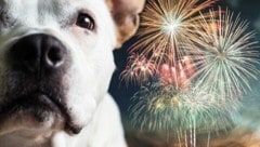 Der Jahreswechsel ist für Tierhalter oft mit Stress verbunden. Bereits jetzt kann man seinen ...