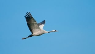 Ein Kranich im Flug: Langgestreckter Hals, lange Beine, weit gespreitzte, lange Flügelspitzen, ...