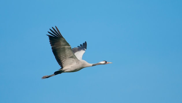 Ein Kranich im Flug: Langgestreckter Hals, lange Beine, weit gespreitzte, lange Flügelspitzen, ...