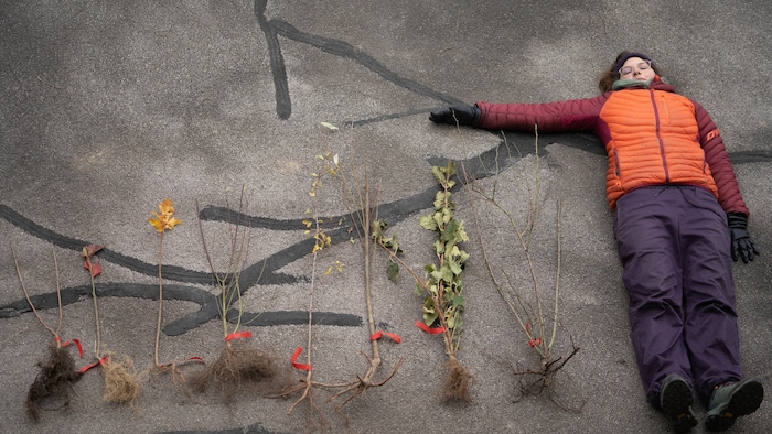 Die Gehölze werden wurzelnackt, also ohne Erde abgegeben.