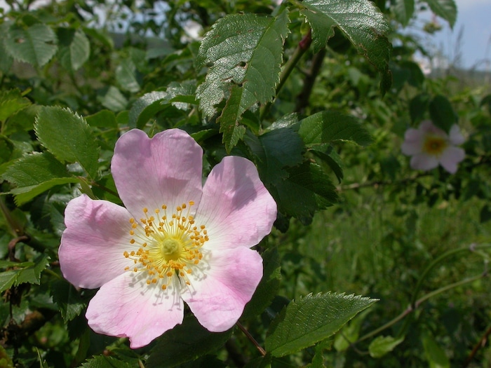 Wildrosen – hier die Hundsrose – sind die Königinnen in einer Gehölzhecke.