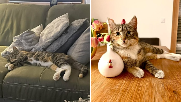 Die süße Freigängerin wird vermisst!