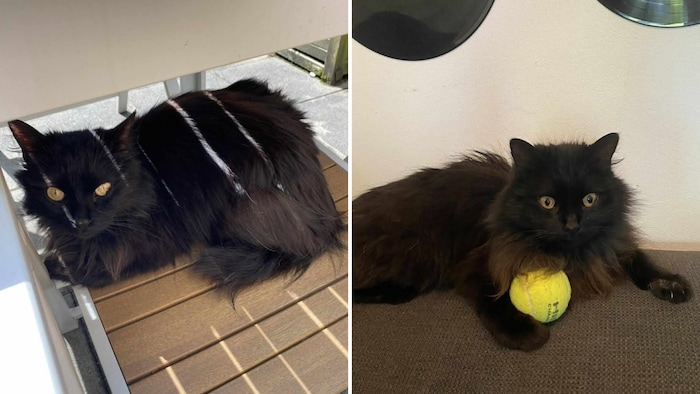 Wer hat die zerzauste Samtpfote gesehen?