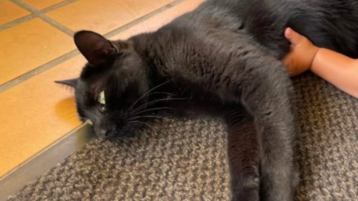 So süß wie das namensgebende Küchlein.