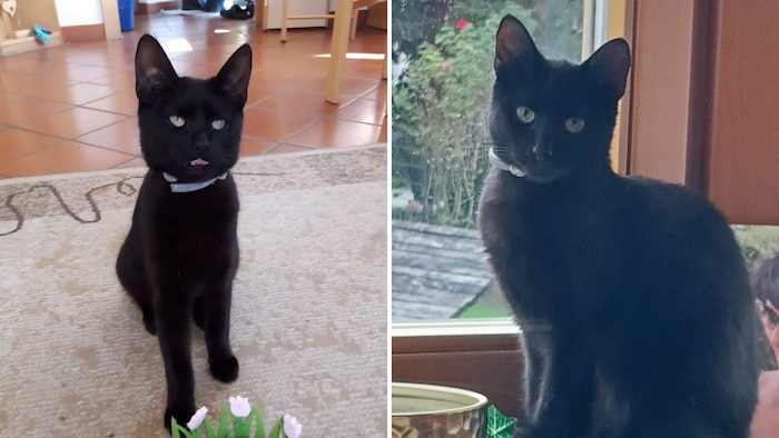 Das hübsche kleine Fellknäuel.