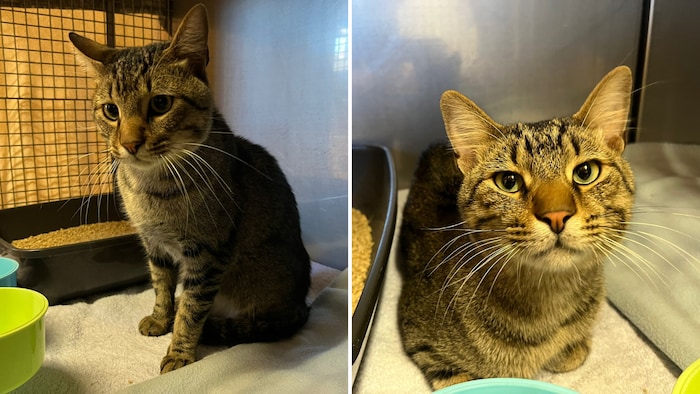 Wartet im Tierheim Wörgl.