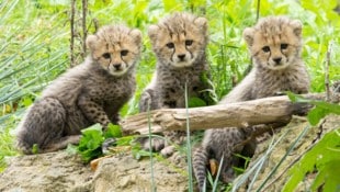 Wer kann diesen Flauschkugeln widerstehen?