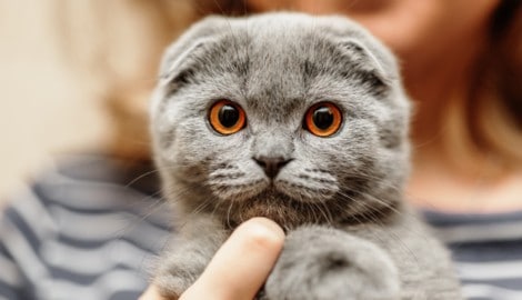 Manche Rasse-Liebhaber finden diesen Anblick richtig süß. Dass diese Katze ihr Leben lang mit ...
